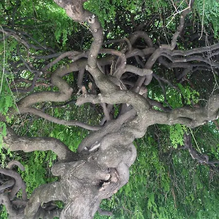 Casa Vacanze Serena Όπως